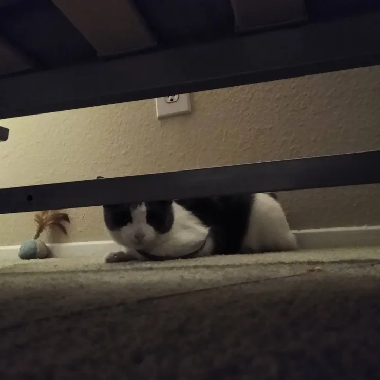 千錯萬錯都不是露西的錯喔!