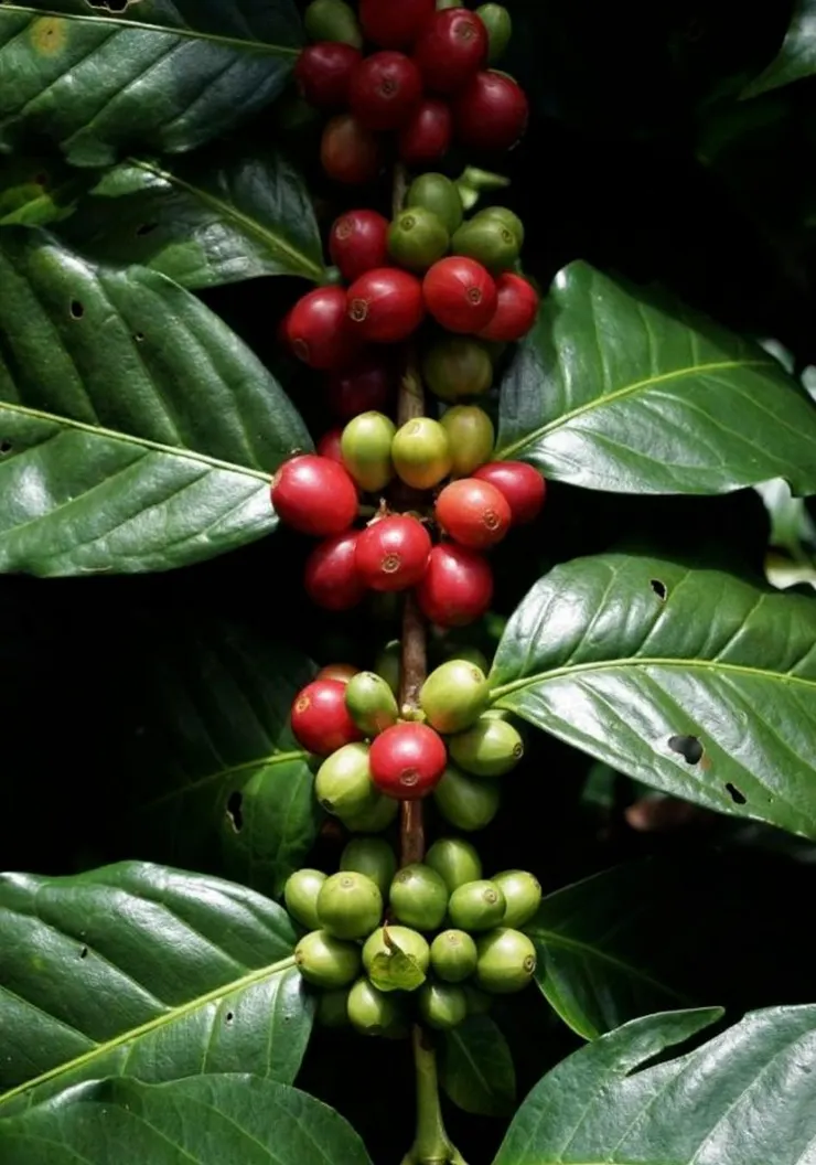 咖啡樹果子