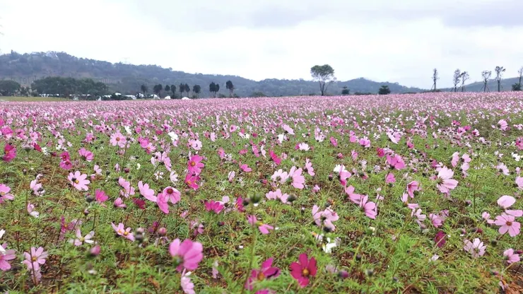 盛開中的大波斯菊花海，拍攝當天正逢鋒面過境