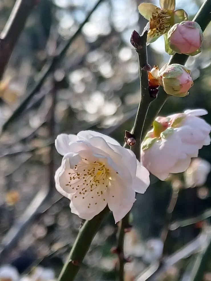 梅花-中正紀念堂