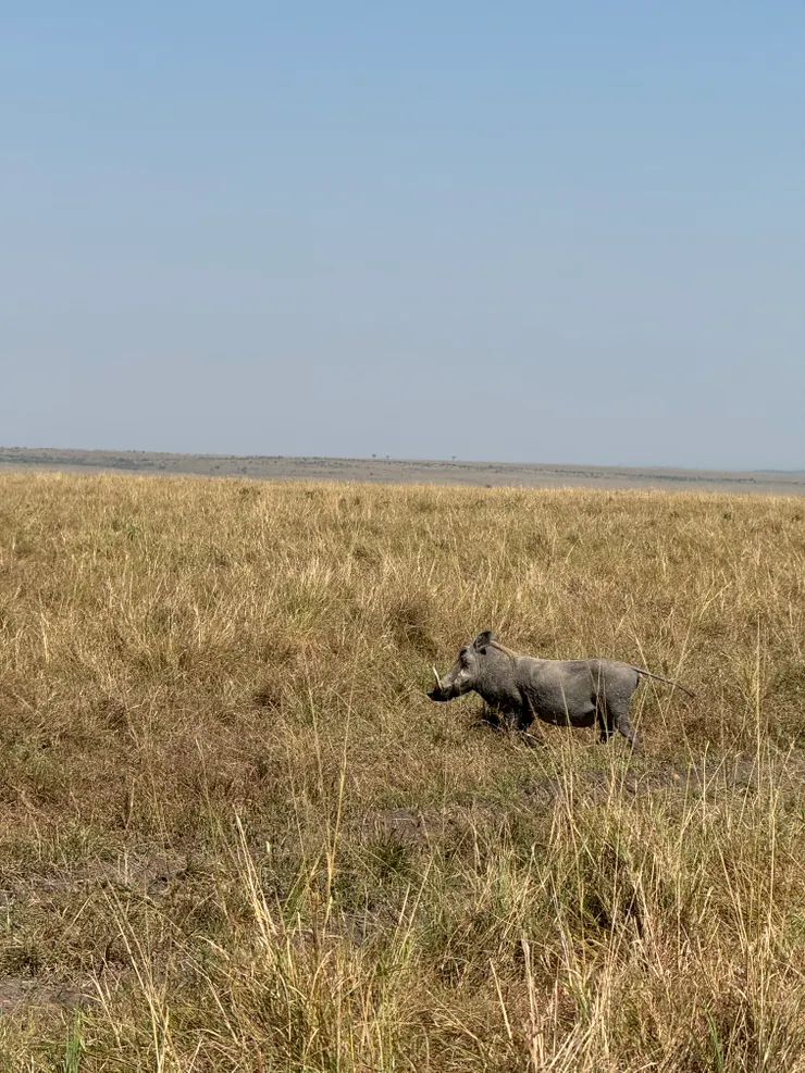 獅子王裡的澎澎啦! (疣豬 warthog )