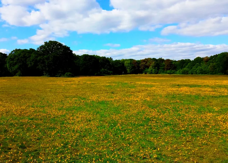 給我一畝三分，讓我在陽光下，好好地想著你、念著你。