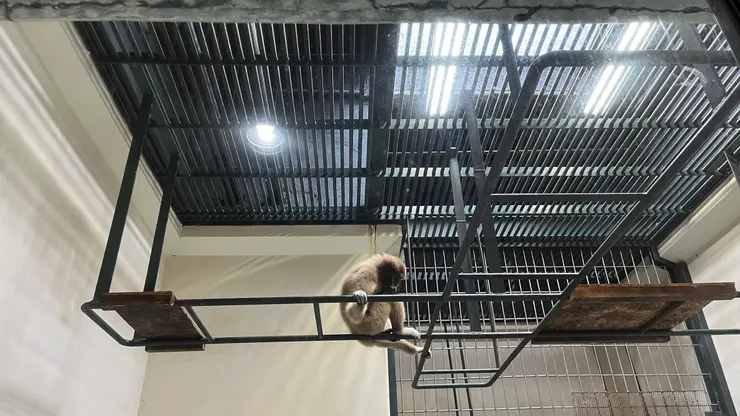 不知道它在動物園裡，有沒有被侷限住。