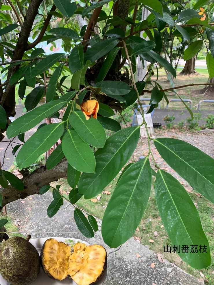 山刺番荔枝/ 刺果番荔枝/ 阿娜娜/ 羅李亮果