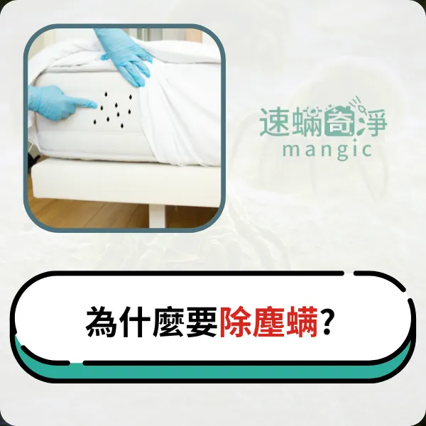 新北除螨推薦.新北除塵螨.台北除螨推薦.台北除塵螨