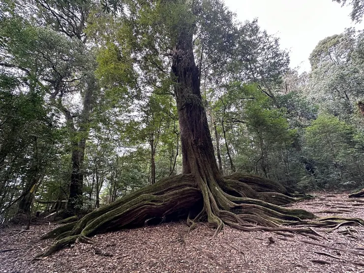 大板根本名為長尾栲，比人還高的獨特板根
