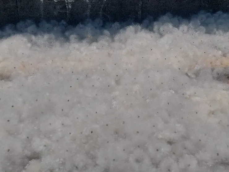 毛茸茸的棉絮像是一大團肥皂泡泡，又像是蒲公英的白色絨球，含著種子的樣子又像是山粉圓，真是可愛極了！