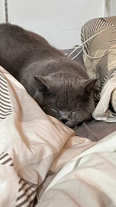 我的貓咪可愛不