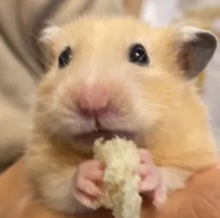 鬍渣爸的教育觀察站