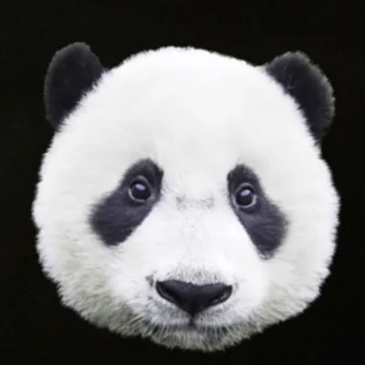 財源滾滾招財貓