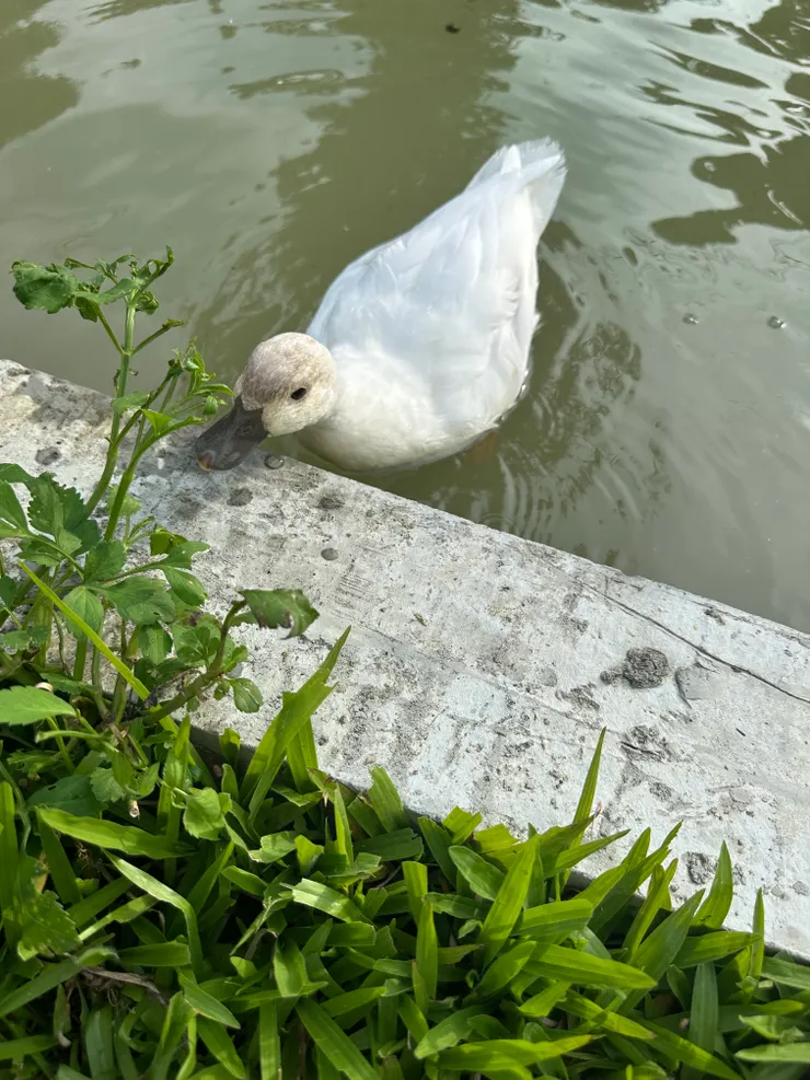 柯爾鴨的叫聲不像一般鴨子那樣刺耳,圓潤呱呱聲十分符合可愛的外形