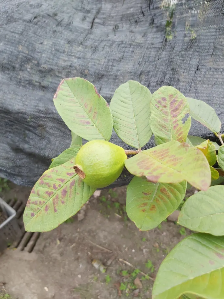 土芭樂（Guava）