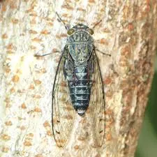 寒蟬不同於夏蟬，體型較小而有紫青色澤。