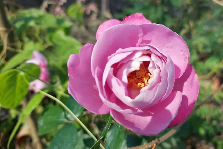 羊脂玫瑰(Boule de parfum)
