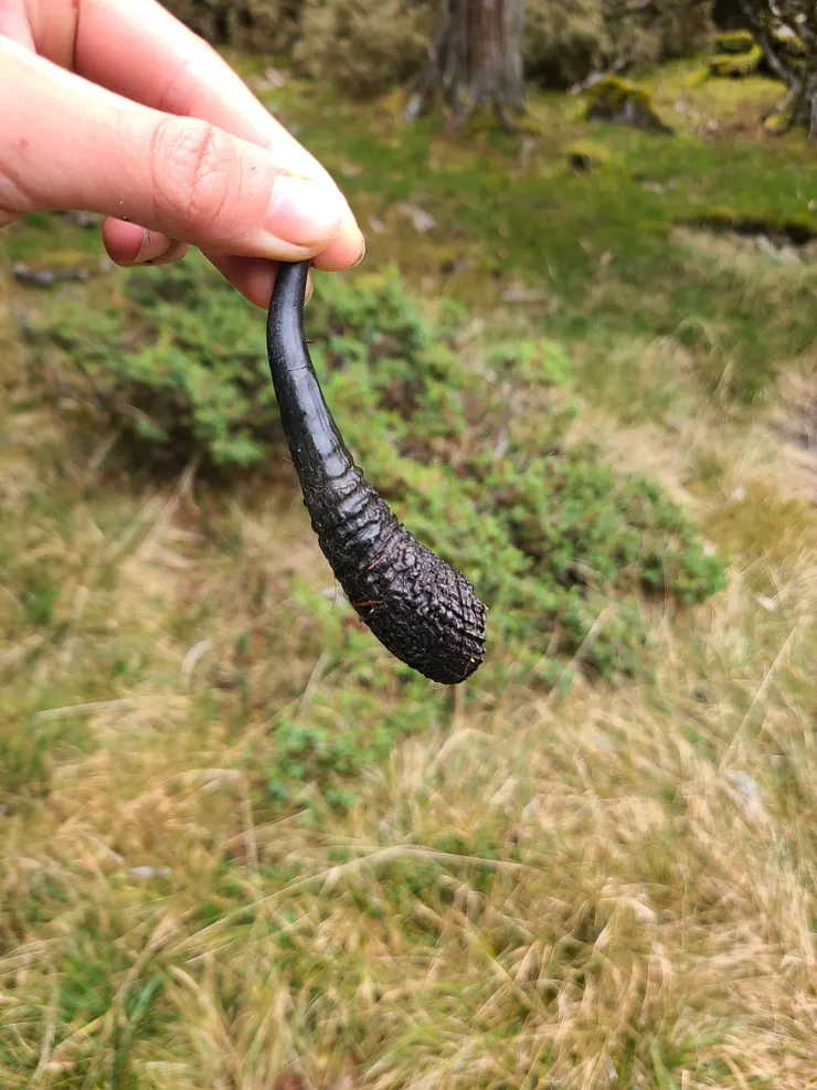 看到羊角，才知道是山羊。羊角是中空的!