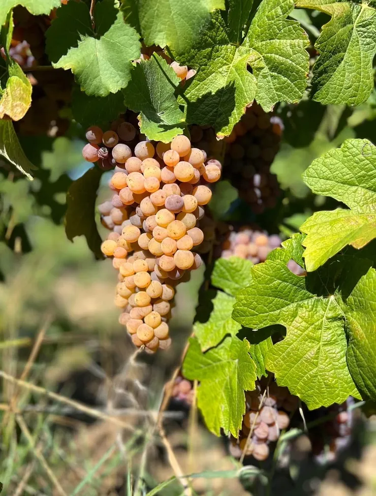 最小粒的葡萄，卻有最甜蜜的果香，市場上也有得賣