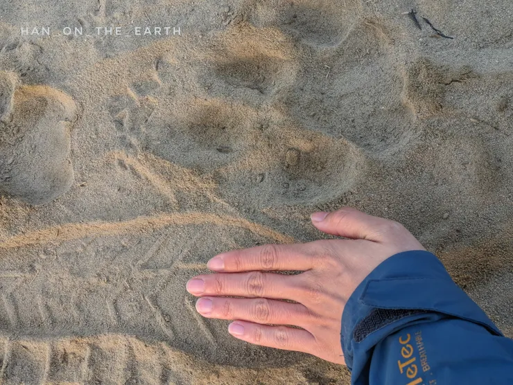 孟加拉虎在河岸留下的腳印