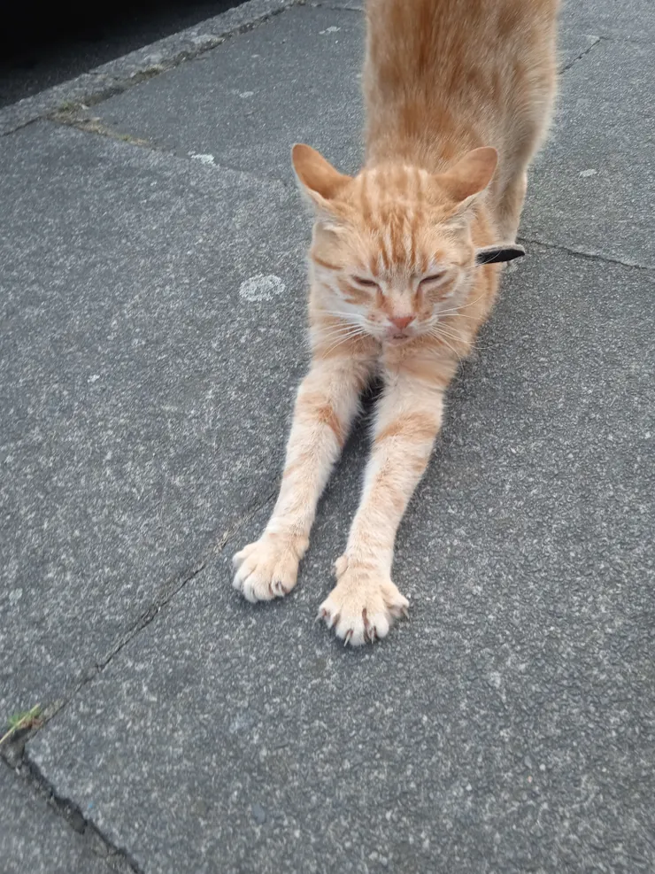 說到我是怎樣遇到貓PO的話,因為我家就在貓PO回家的路口,她就是這樣看到我,然後走過來找我,我就很親人,所以稱為了好朋友!