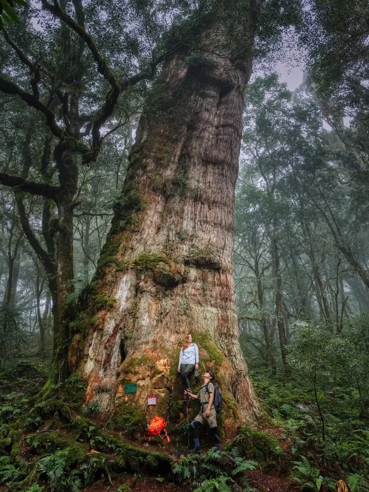 巨大的南山神木