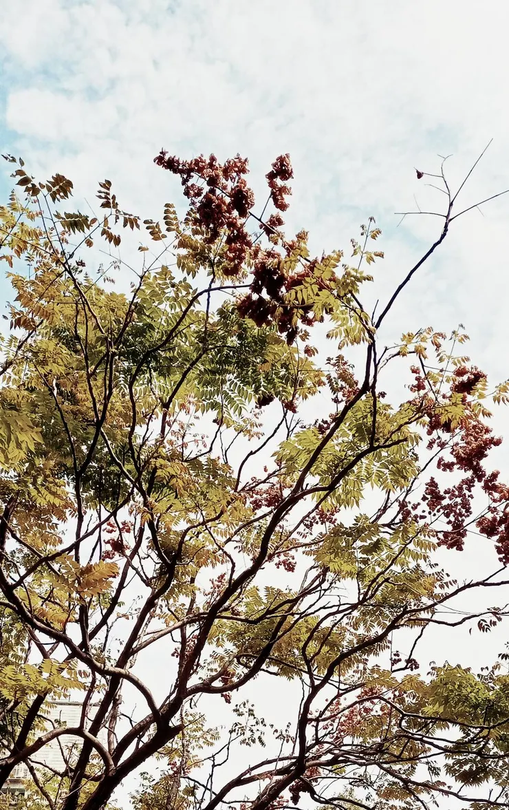 輕盈的台灣欒樹