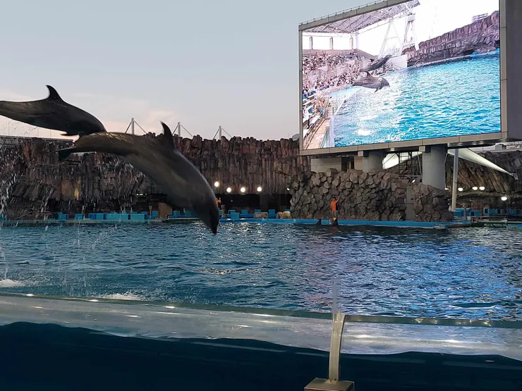 兩隻海豚一起下去~