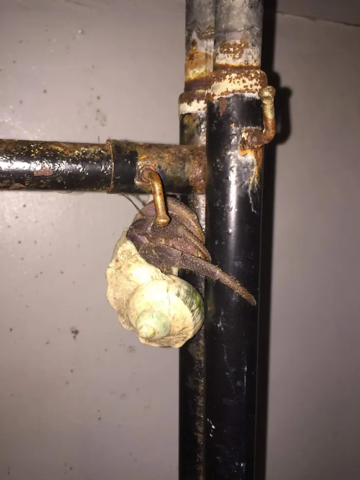 一期教師宿舍-寄居蟹爬上曬衣架