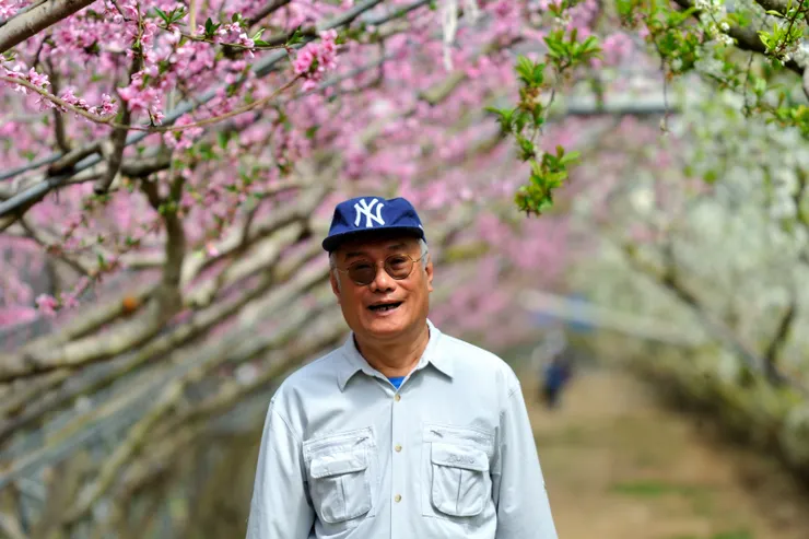 【桃花廊靠鐵桿撐起出乎意料,遠攝近拍費心截取最佳樣貌。此區桃花紅、李花白。】