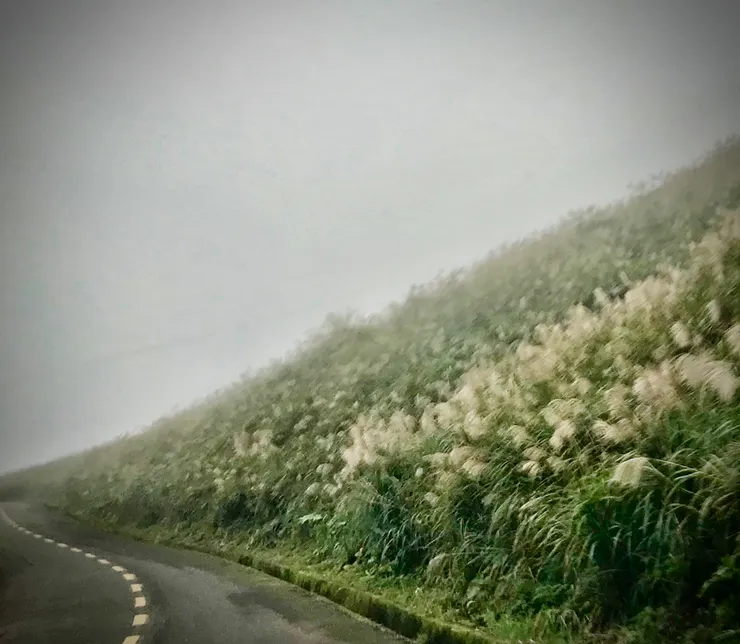 之字形上山的路段已經被滿山的銀白芒花攻擊