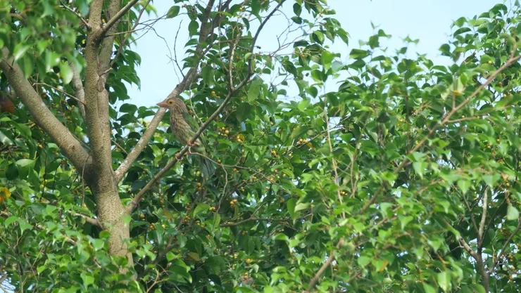 市區公園已經看到