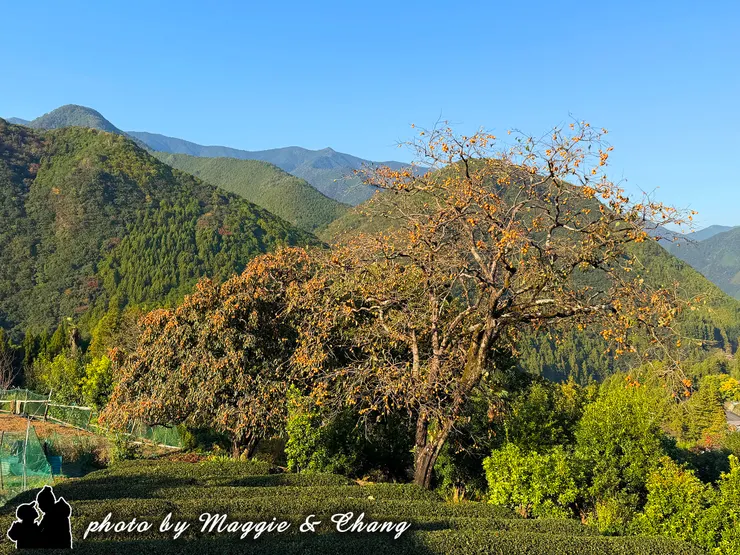 沿途上柿子樹結實累累