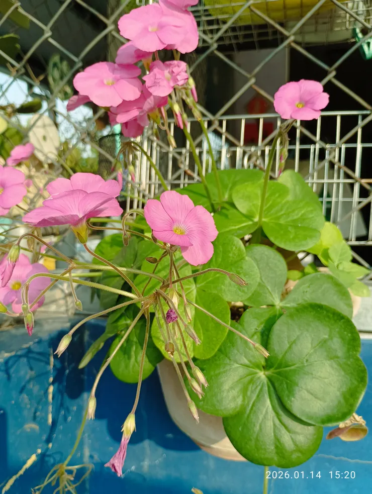 大花醡漿草，花葉皆圓型