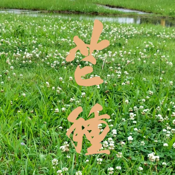 【節氣：芒種】