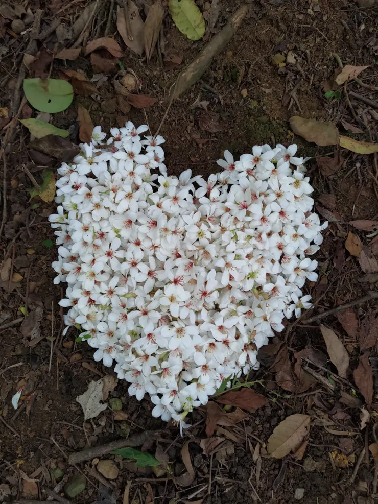 圖片來源：自攝