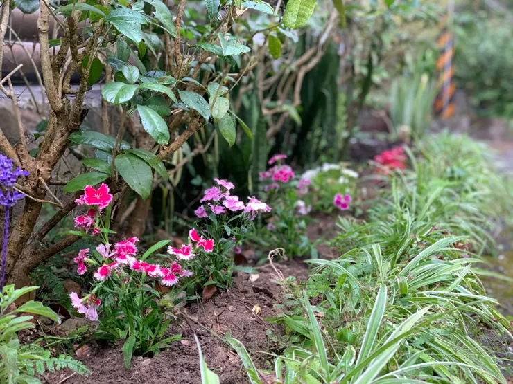 期待夏天的花海