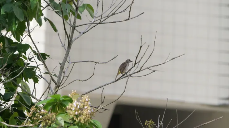 Yellow-vented Bulbul 白眉黃臀鵯 