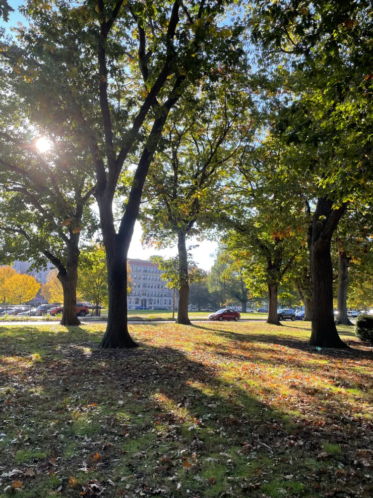 Sun Light Scattering on A Grass in Fall