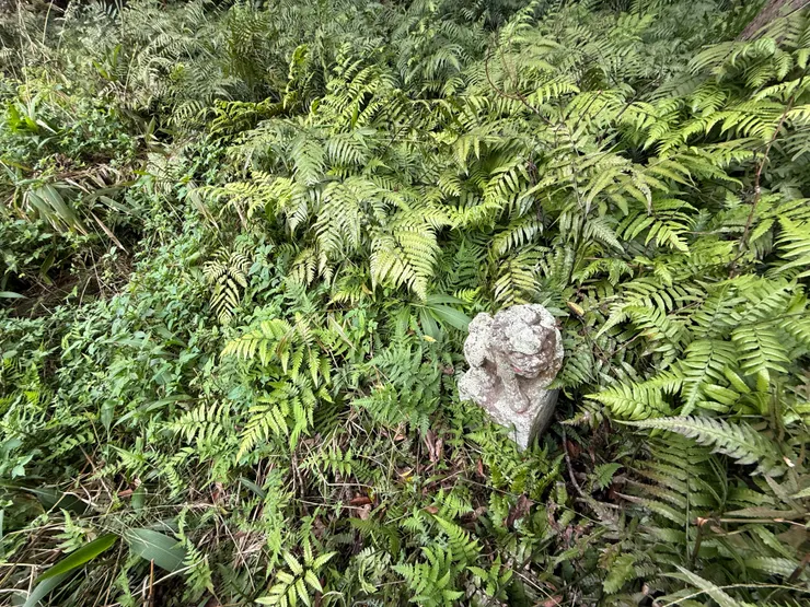 陳霞林祖母墓已經淹沒在荒草之中