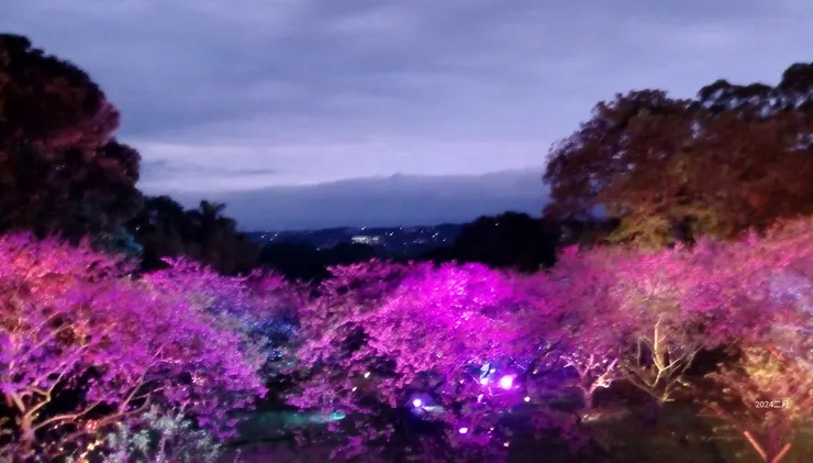 夜櫻，花非花霧非霧