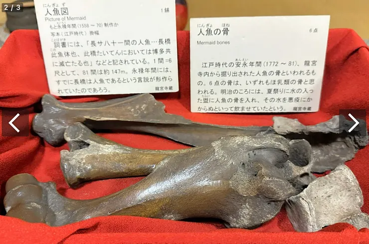 龍宮寺保管的「人魚骨頭」。