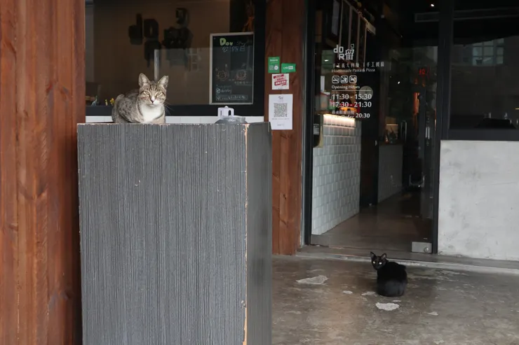 音樂館對面Dor,留義大利麵店餵養的貓