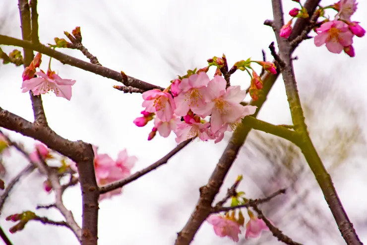 如果你想成為人們爭先恐後拍攝的櫻花，那麼你得先耐得住寒