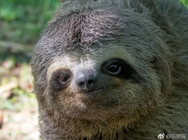 圖片出處:灰照貓