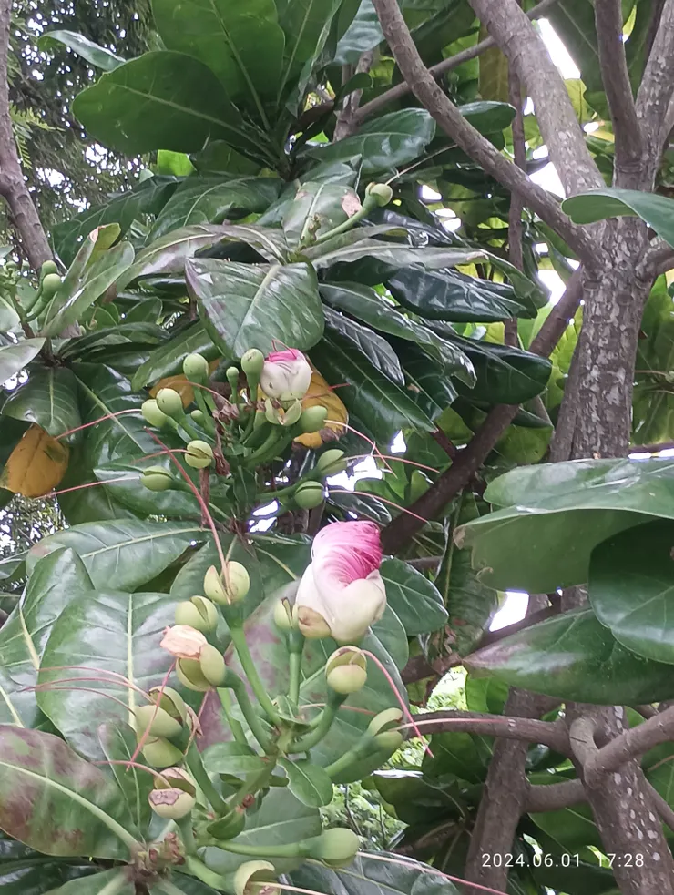 天色漸黯，棋盤腳爭眼欲開，自拍攝