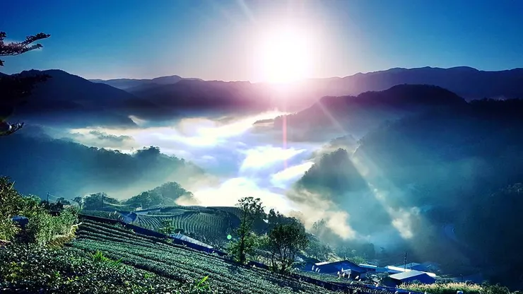 茶葉是坪林的命脈。（筆者攝影）