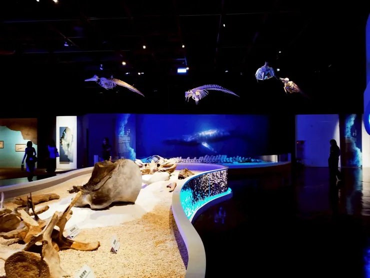 鯨骨展示區---可近距離觀賞鯨豚的骨骼