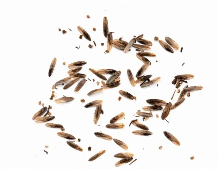 楓香的兩種種子