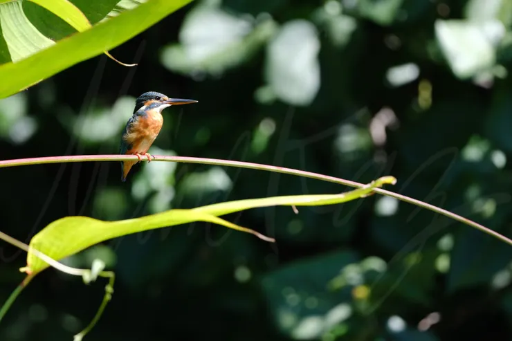 F5.6 1/125 ISO160 相機:X-H2s