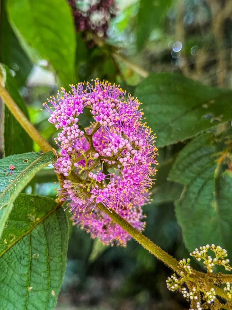 杜虹花