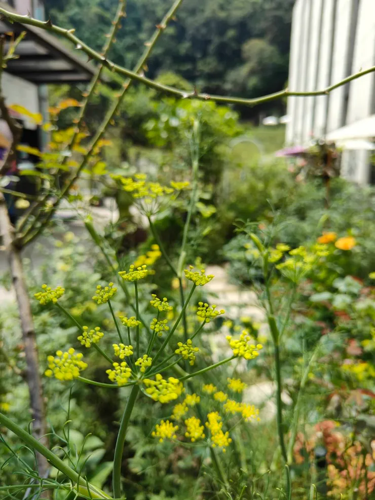 這就是夏日的花園氛圍阿...(真的好熱) 沒有人在戶外...