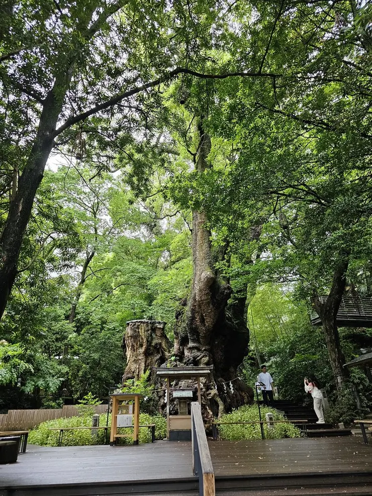 本州最古老的大楠樹